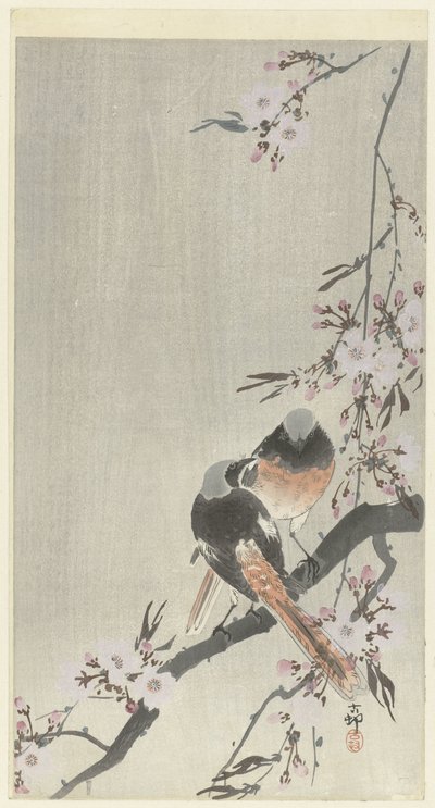 Dos colirrojos siegel con flor de cerezo de Ohara Koson