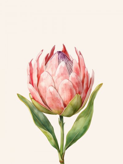 Flor de protea rosa de Ohkimiko