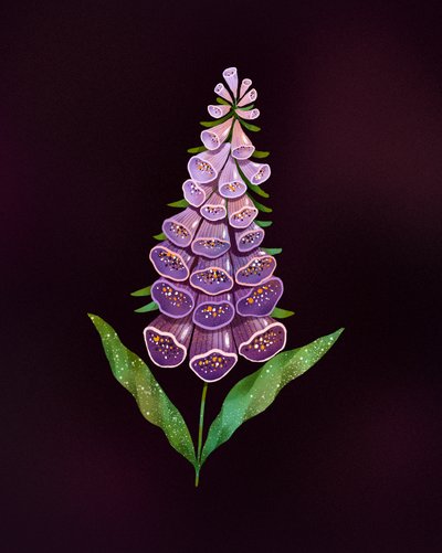 Elegante dedalera púrpura de Olga Skomorokhova