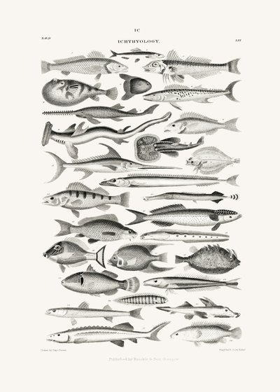 Sealife I de Oliver Goldsmith