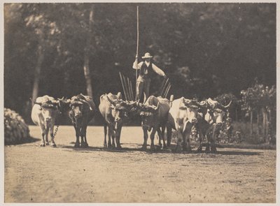 Equipo de seis bueyes con su conductor, c. 1853 de Olympe Aguado