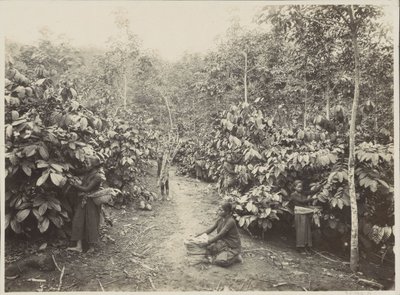 Mujeres trabajando en una plantación en las Indias Orientales Holandesas de Onnes Kurkdjian