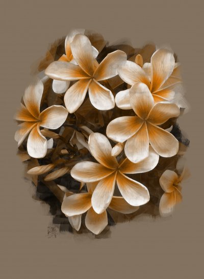 Flores de plumeria tropical de Osvaldo Russo