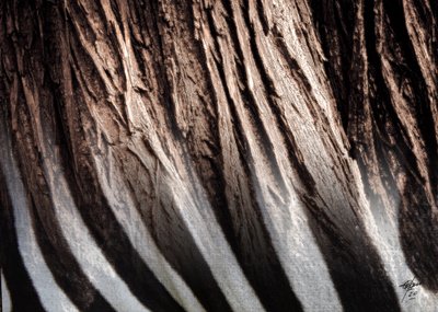 Textura de rayas de cebra de Osvaldo Russo