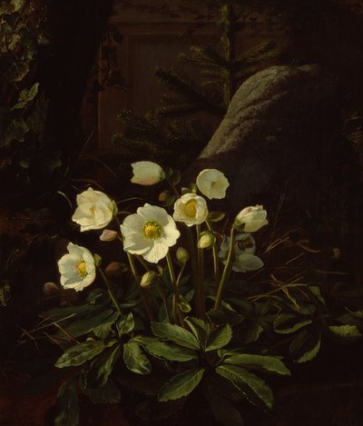 Eléboros en una rocalla (óleo sobre lienzo) de Otto Didrik Ottesen