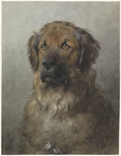 Cabeza de un Leonberger
Cabeza de un Leonberger, de frente de Otto Eerelman