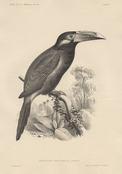 Selenidera Spectabilis, litografía por Bowen y Co., 1850 de Otto Koehler