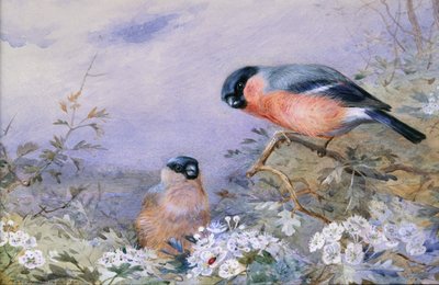 Una pareja de camachuelos en flor de Otto Murray Dixon