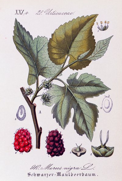 Hojas y frutos de morera (Morus nigra), obra de Otto Wilhelm Thome (1840-1925) de Flora von Deutschland, Osterreich und der Schweiz (Flora de Alemania, Austria y Suiza) de Otto Wilhelm Thome
