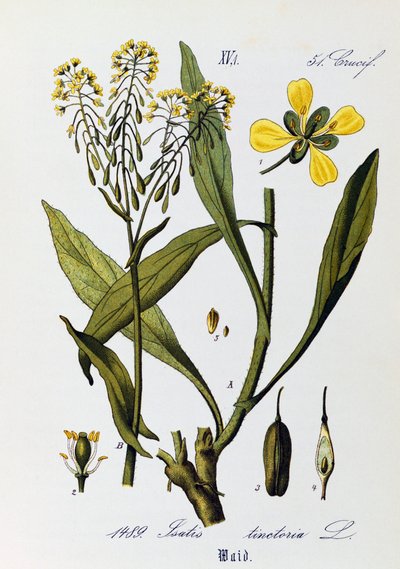 Hojas, frutos y flores de woad o glastum (Isatis tinctoria), obra de Otto Wilhelm Thome (1840-1925) de Flora von Deutschland, Osterreich und der Schweiz (Flora de Alemania, Austria y Suiza) de Otto Wilhelm Thome