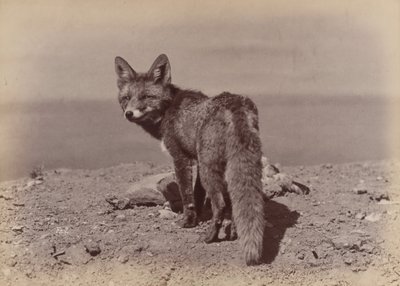 [Zorro], 1886 de Ottomar Anschütz