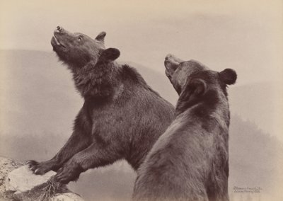 [Dos Osos], 1889 de Ottomar Anschütz