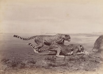 [Dos Guepardos], 1888 de Ottomar Anschütz