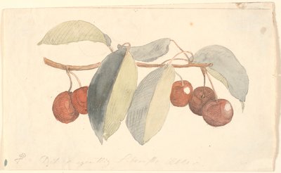 Una rama con manzanas del paraíso de P.C. Skovgaard