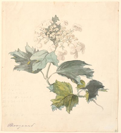Sauco (Viburnum) de P.C. Skovgaard