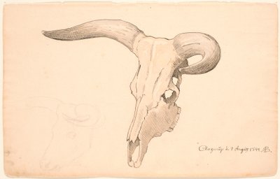 Cráneo de una vaca, en tres cuartos de perfil, el cuerno izquierdo curvado de P.C. Skovgaard