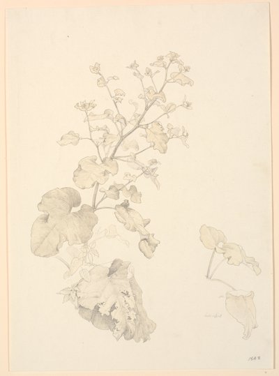 Plantas de acedera de P.C. Skovgaard