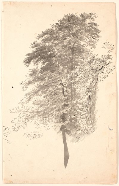 Estudio de árboles altos y delgados con follaje de P.C. Skovgaard