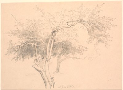 Estudio de copas de árboles de P.C. Skovgaard