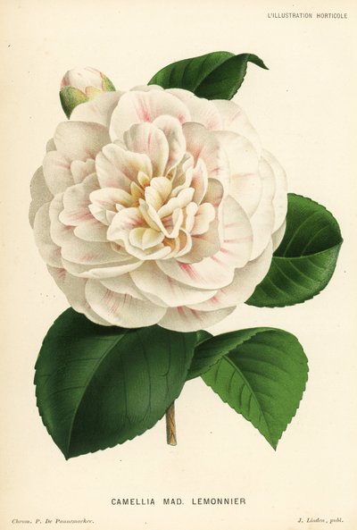 Híbrido de camelia, Madame Lemonnier, Camellia japonica. Cromolitografía de P. de Pannemaeker de l