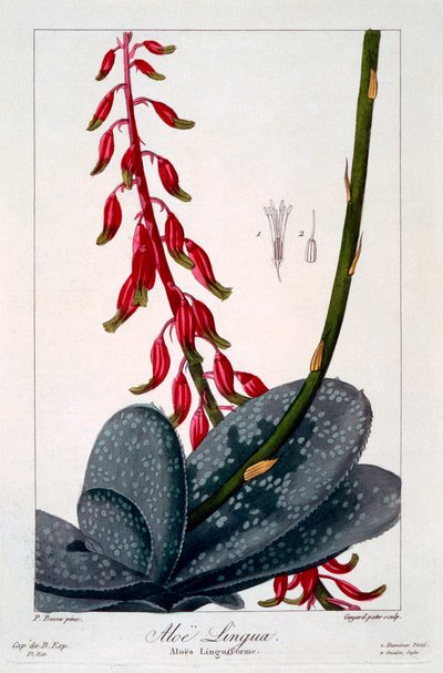 Aloe lingua, pub. 1836 de Panacre Bessa