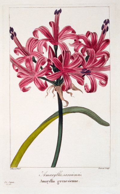 Amaryllis A. sarniensis, pub. 1836 de Panacre Bessa