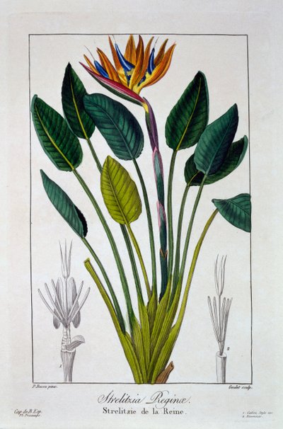 Ave del paraíso o flor de grulla, pub. 1836 de Panacre Bessa