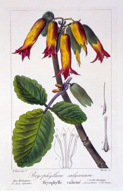 Bryophyllum calycinum, pub. 1836 de Panacre Bessa