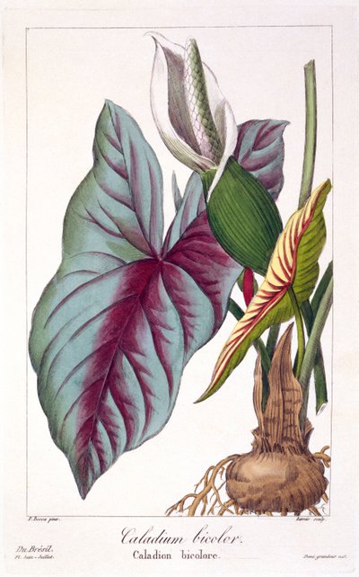 Caladium bicolor, pub. 1836 de Panacre Bessa