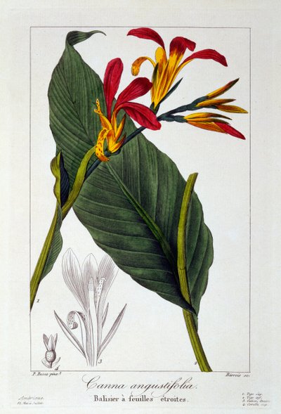 Canna o flor de caña de la India, pub. 1836 de Panacre Bessa