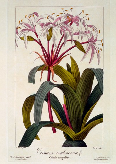 Crinum erubescens, pub. 1836 de Panacre Bessa