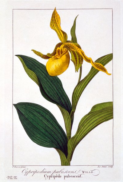 Cypripedium, pub. 1836 de Panacre Bessa