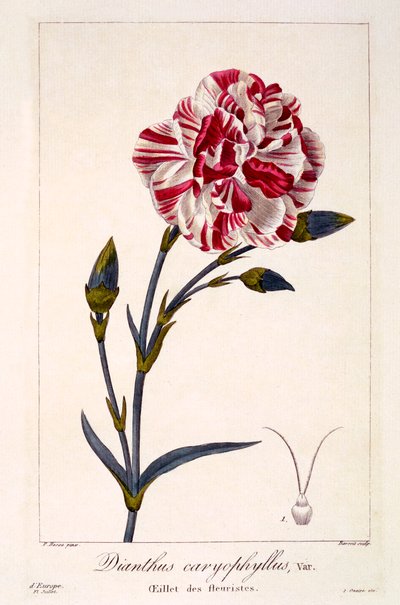 Dianthus caryophyllus de Panacre Bessa