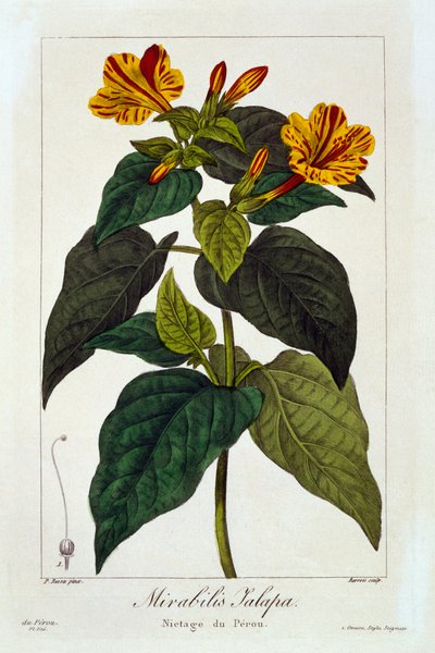 Ipomea Purga, pub. 1836 de Panacre Bessa