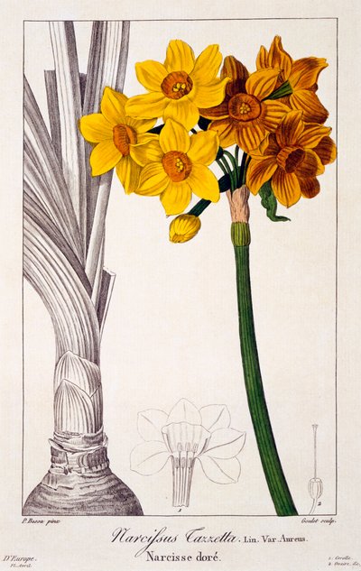 Narciso Tazetta, pub. 1836 de Panacre Bessa