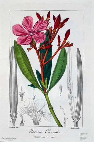 Nerium Oleander de Panacre Bessa