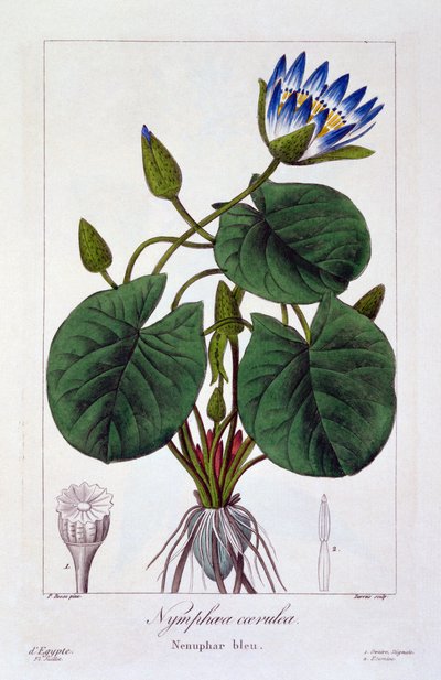 Nymphaea caerulea, pub. 1836 de Panacre Bessa