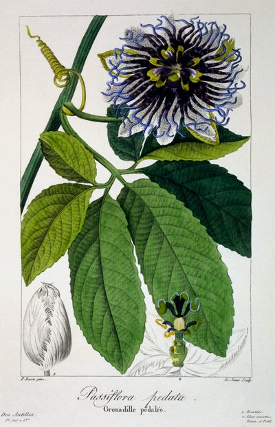 Passiflora pedata o flor de la pasión, pub. 1836 de Panacre Bessa