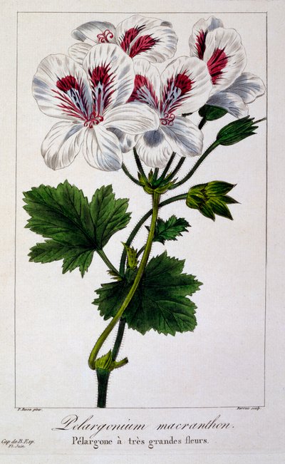 Pelargonium Macranthon, pub. 1836 de Panacre Bessa