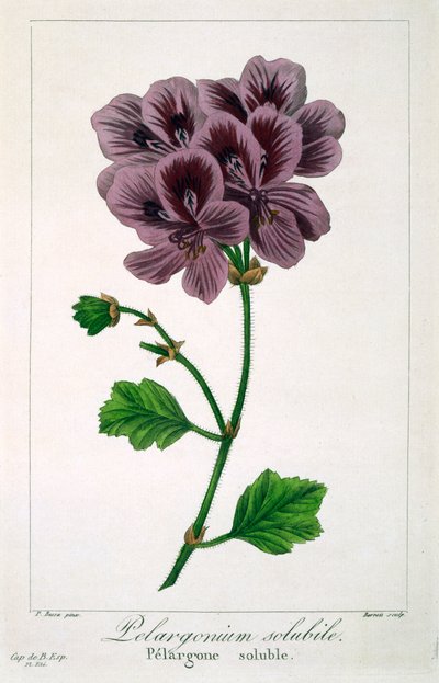Pelargonium, pub. 1836 de Panacre Bessa