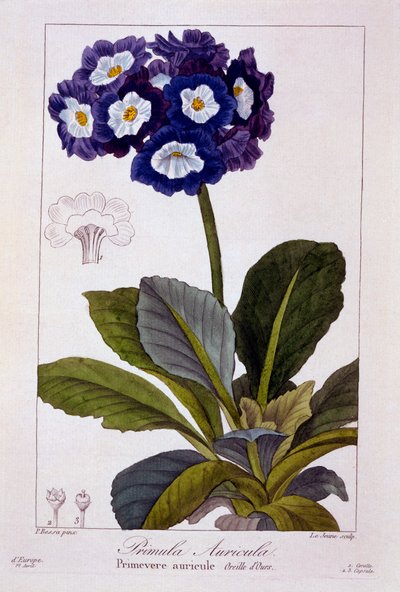 Primula auricula, pub. de Panacre Bessa