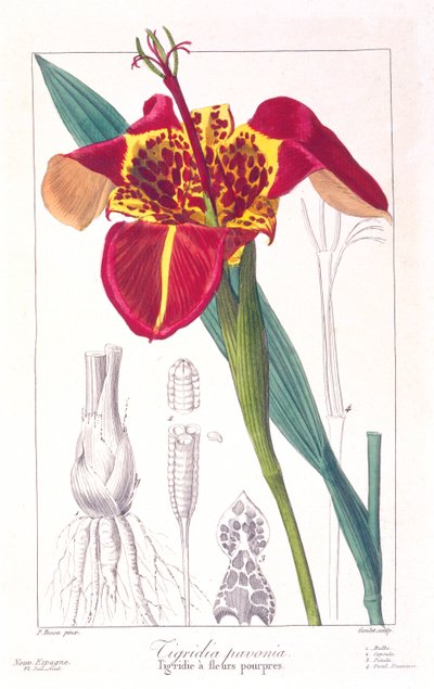 Flor de tigre o flor de pavo real, pub. 1836 de Panacre Bessa