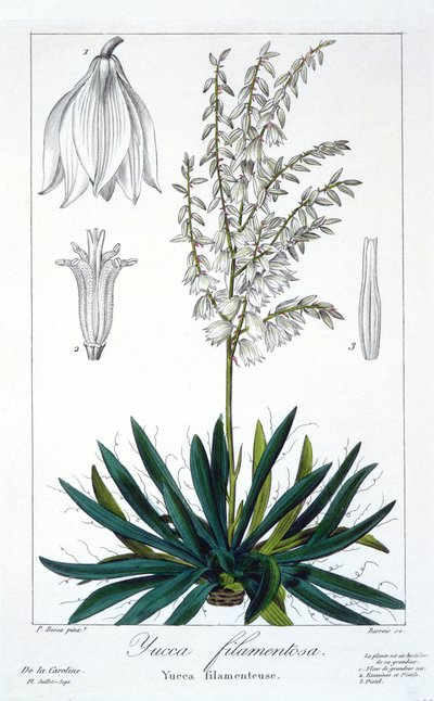 Yucca filimentosa, pub. 1836 de Panacre Bessa