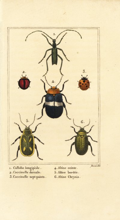 Callidium longipes 1, mariquitas, Jauravia dorsalis 2, Coccinella septempunctata 3, escarabajos pulga, Altica cincta 4, Altica emarginata 5, y Altica chrysis 6 de Pancrace (after) Bessa