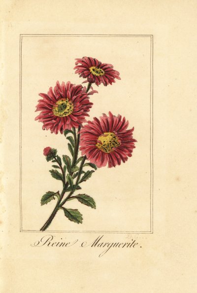 Aster de China, Callistephus chinensis de Pancrace (after) Bessa