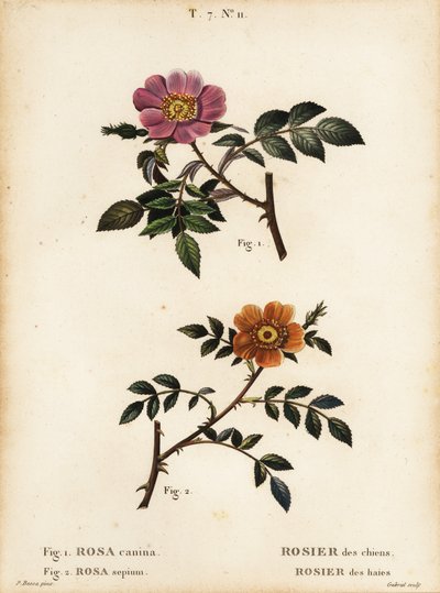 Rosa canina, Rosier des chiens 1, y rosa de hojas pequeñas, Rosa sepium, Rosa agrestis, Rosier des haies 2 de Pancrace (after) Bessa