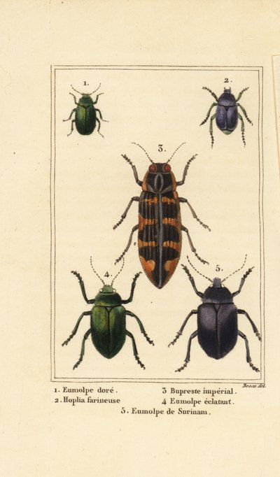 Escarabajo de dogbane, Chrysochus auratus 1, Hoplia argentea 2, escarabajo joya de banksia, Cyrioides imperialis 3, Eumolpus fulgidus 4, y Eumolpus surinamensis 5 de Pancrace (after) Bessa