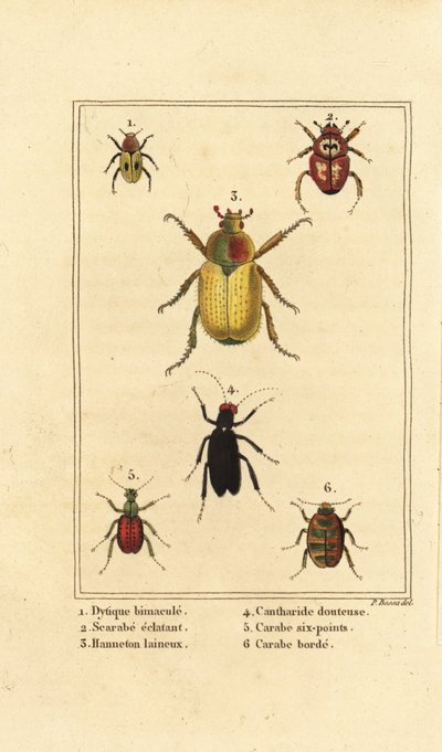 Dytiscus bimaculatus 1, escarabajo 2, escarabajo de mayo, Melolontha melolontha 3, escarabajo Cantharis 4, Carabus sexpunciatus 5 y Omophron limbatum 6 de Pancrace (after) Bessa