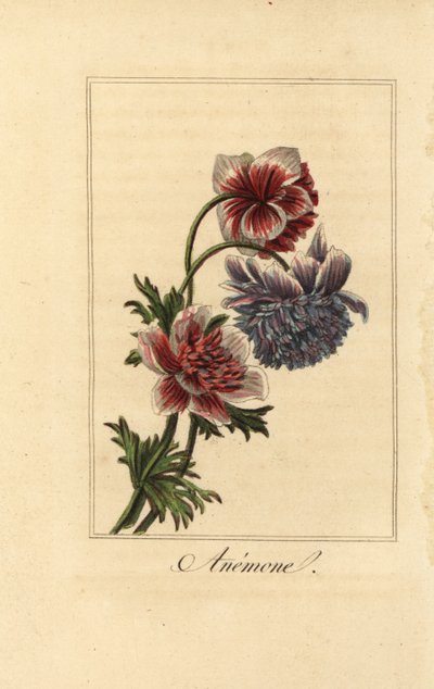 Anémona de amapola híbrida, Anemone coronaria de Pancrace (after) Bessa