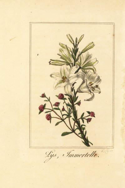 Lirio y siempreviva roja, Lys et immortelle, Lilium candidum y Helichrysum sanguineum de Pancrace (after) Bessa